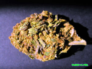 Maui CBD Hemp Flower 